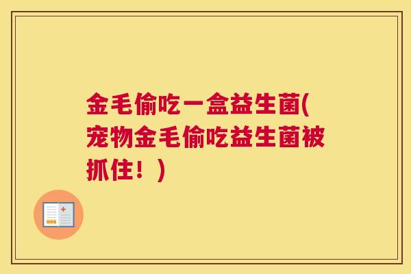 金毛偷吃一盒益生菌(宠物金毛偷吃益生菌被抓住！)