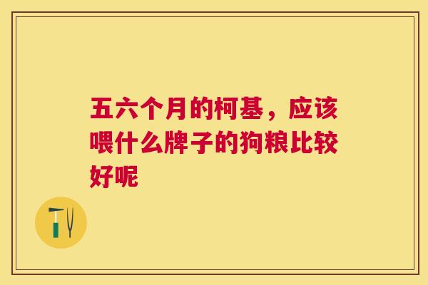 五六个月的柯基，应该喂什么牌子的狗粮比较好呢