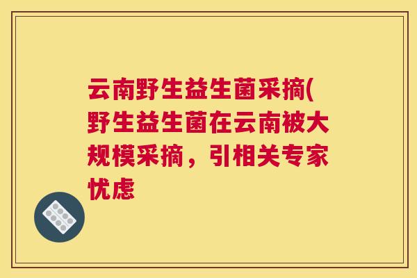 云南野生益生菌采摘(野生益生菌在云南被大规模采摘，引相关专家忧虑