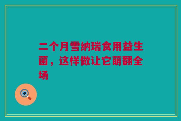 二个月雪纳瑞食用益生菌，这样做让它萌翻全场
